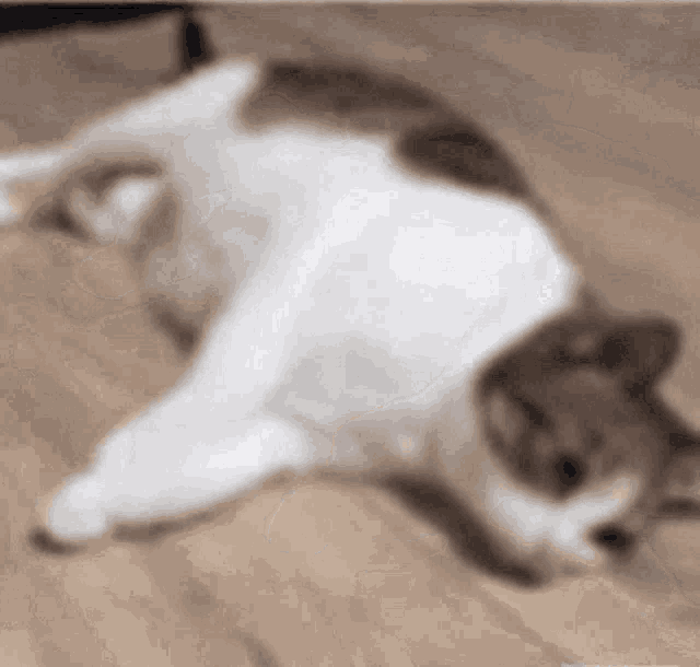 2024年終了　-猫と毒